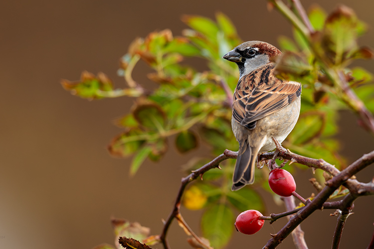 male house sparrow